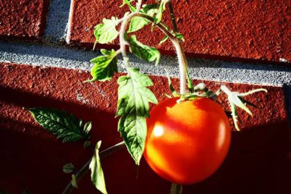 Tomato benefits for skin and female and male and hair weight loss