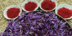 saffron benefits for skin and hair in Ayurveda and Saffron effects on brain