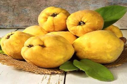 Quince benefits for male and weight loss and pregnancy and skin