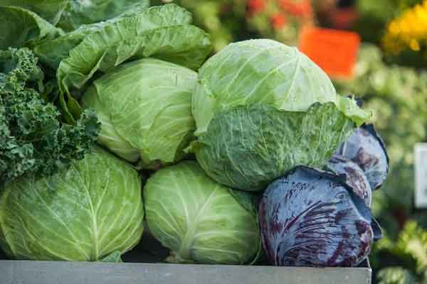 Cabbage benefits for the stomach and weight loss and skin and brain