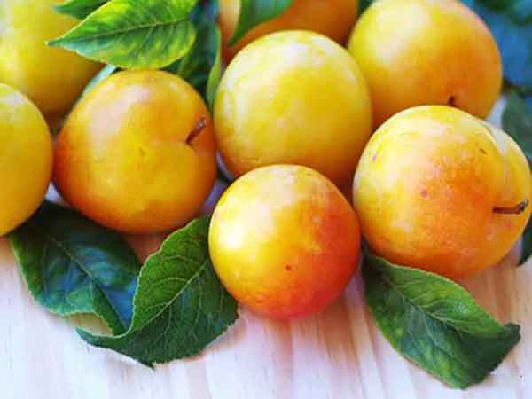 
Plums benefits and side effects
benefits of plums sexually
plums benefits for skin
red plums benefits
benefits of plums for weight loss
plum side effects
prunes benefits
eating plum at night