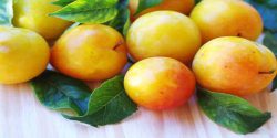 Plums benefits for diabetes and skin and weight loss and sexual 