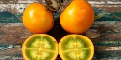 Naranjilla or Lulo fruit benefits and taste and pregnancy