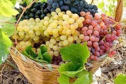 Benefits of grapes for skin and kids and kidney and pregnancy
