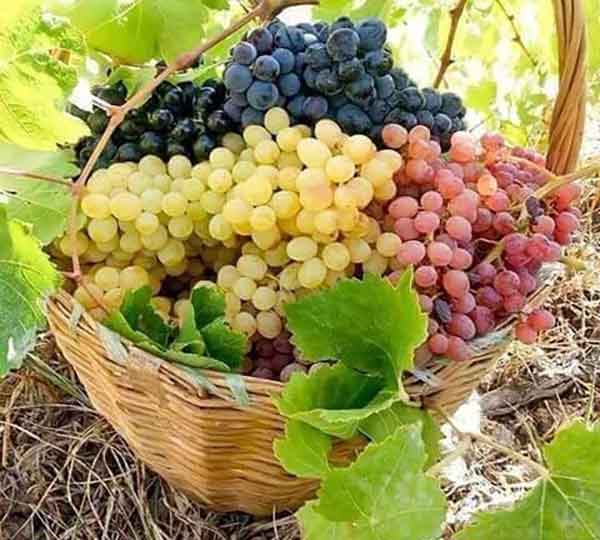 
10 health benefits of grapes
benefits of eating grapes at night
benefits of grapes for skin
green grapes benefits
green grapes benefits for skin
black grapes benefits
red grapes benefits
green grapes benefits and side effects