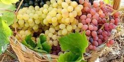 Benefits of grapes for skin and eating grapes at night for weight loss