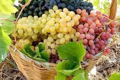 Benefits of grapes for skin and eating grapes at night for weight loss