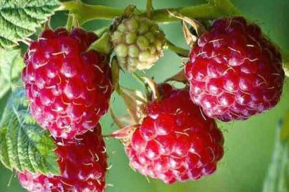 Raspberry benefits for female and male and skin and fertility