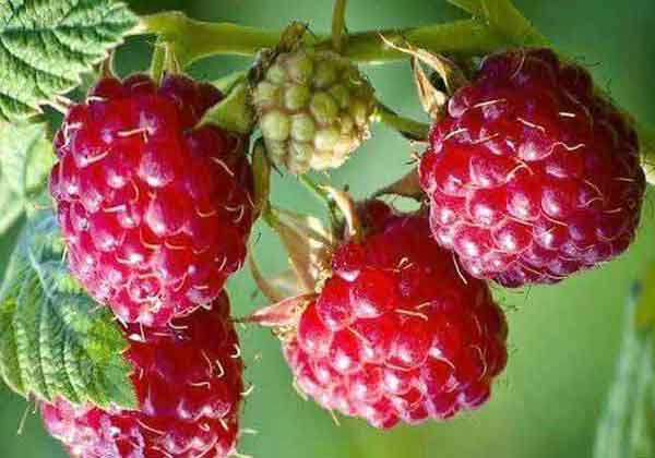 
10 health benefits of raspberries
raspberry benefits for female
raspberry benefits for male
raspberry benefits for skin
what are the dangers of eating raspberries
what happens if you eat raspberries everyday
blackberry benefits
yellow raspberry benefits