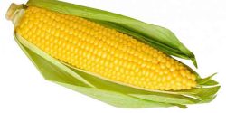 Maize benefits for weight loss and skin and males