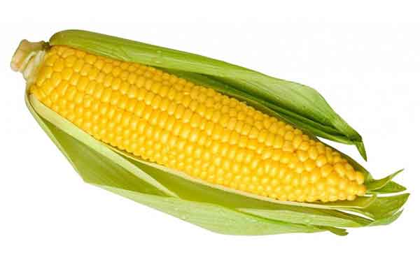 
Maize benefits for male
Maize benefits and side effects
boiled corn benefits
Maize benefits for face
Maize benefits for skin
Maize benefits for hair
boiled corn benefits weight loss
roasted maize benefits