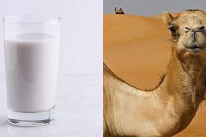 Camel milk benefits Ayurveda and males and height growth