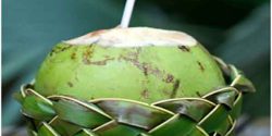 Green coconut benefits in pregnancy and nutrition