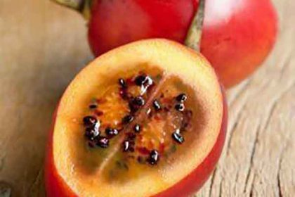 Tree tomato benefits for pregnancy and diabetes and weight loss
