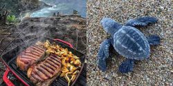 Turtle meat benefits for skin and males and allergy