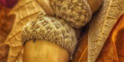 Acorn benefits for humans and skin and acorn tea benefits