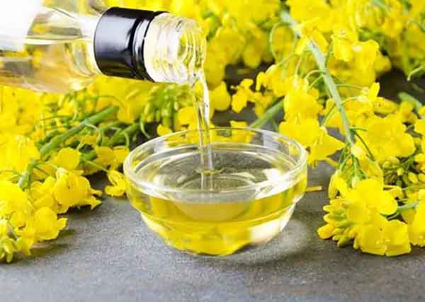 Canola benefits for skin and hair and weight loss