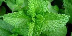 Mint benefits for females and males and skin