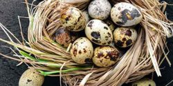 Quail eggs benefit for man and recipe and pregnancy