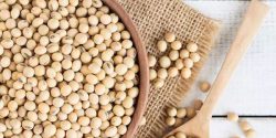 Soybean benefits for females and males and weight gain