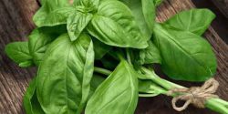 basil benefits for skin and hormones and medicinal uses