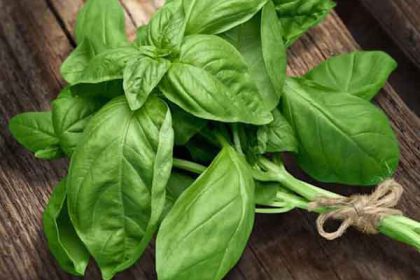Basil benefits for skin and hormones and medicinal uses