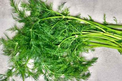 Dill benefits for skin and hair and stomach and fertility
