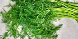 Dill benefits for skin and hair and stomach and fertility