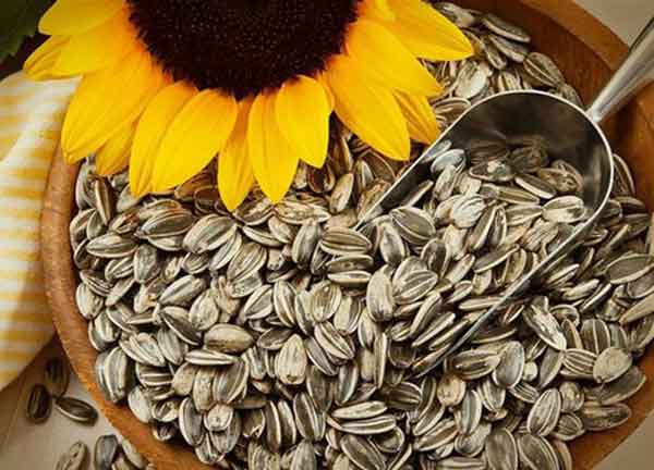 sunflower seeds benefit for females and males and skin