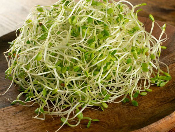 
Clover sprout benefits for men
Clover sprout benefits and side effects
Red clover sprout benefits
clover sprouts vs alfalfa
clover sprouts vs broccoli sprouts
clover sprouts calories
clover sprouts sulforaphane
how to eat clover sprouts