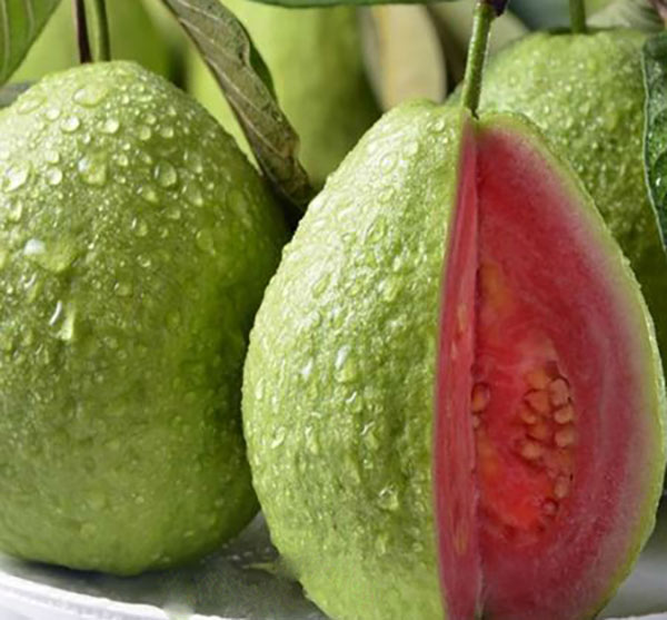 Guava benefits for the sexual and skin and women and male
