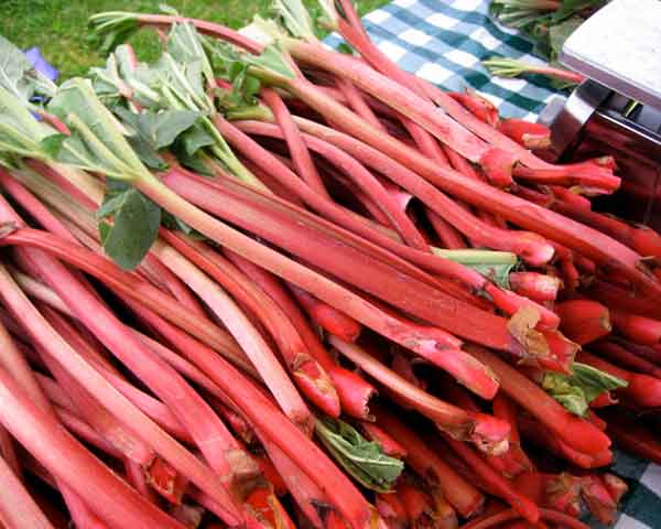Rhubarb benefits for weight loss and diabetics and arthritis and kidneys