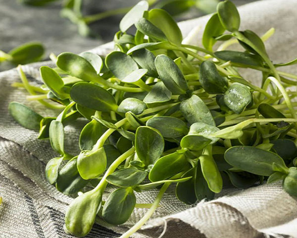 Purslane benefits for skin and hair and medicinal uses