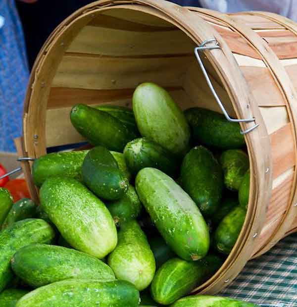  benefits of pineapple sexually Benefits of cucumber to woman sexually at night what are the benefits of cucumber to man benefits of eating cucumber at night benefits of cucumber and garlic 20 health benefits of cucumber benefits of cucumber to the skin benefits of cucumber and garlic sexually