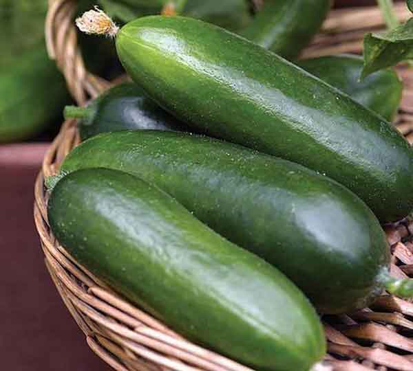  is cucumber good for erectile dysfunction benefits of cucumber to woman benefits of eating cucumber at night what are the benefits of cucumber to man 20 health benefits of cucumber benefits of pineapple sexually benefits of cucumber and garlic sexually benefits of cucumber to the skin