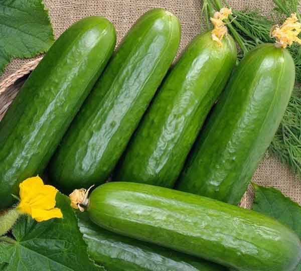  10 benefits of cucumber for skin side effects of cucumber on face Benefits of cucumber to the skin whitening Benefits of cucumber to the skin overnight how to use cucumber on face Benefits of cucumber to the skin lightening cucumber benefits for skin glow how to use cucumber for skin