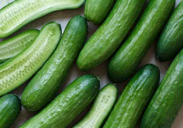 disadvantages of eating cucumber daily Eating cucumber benefits for weight loss Eating cucumber benefits for women eating cucumber benefits for skin benefits of eating cucumber at night 20 health benefits of cucumber Eating cucumber benefits for men benefits of eating cucumber on empty stomach