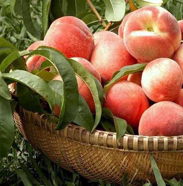
Red peach benefits for skin whitening
Red peach benefits for skin eczema
Red peach benefits for skin and hair
Red peach benefits for skin pigmentation
Red peach benefits for skin cancer
peach benefits and side effects
peach nutrition facts 100g
peach for skin whitening