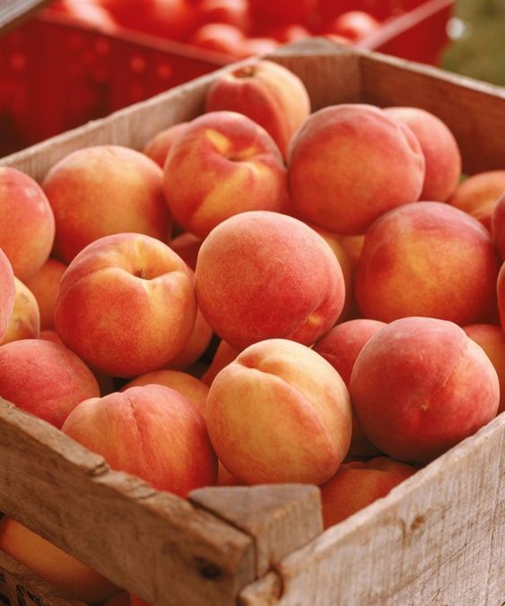  peach benefits and side effects are peaches good for your stomach are canned peaches good for you are peaches good for weight loss how many peaches can i eat a day peach benefits for skin peach nutrition facts 100g are peaches good for diabetics
