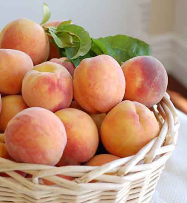 
peach during pregnancy 3rd trimester
Peach fruit benefits in pregnancy third trimester
peach during pregnancy 2nd trimester
peach during pregnancy 1st trimester
Peach fruit benefits in pregnancy first trimester
Peach fruit benefits in pregnancy second trimester
craving peaches during pregnancy boy or girl
how many peaches can i eat a day in pregnancy
