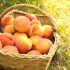 Are peaches good for your stomach?