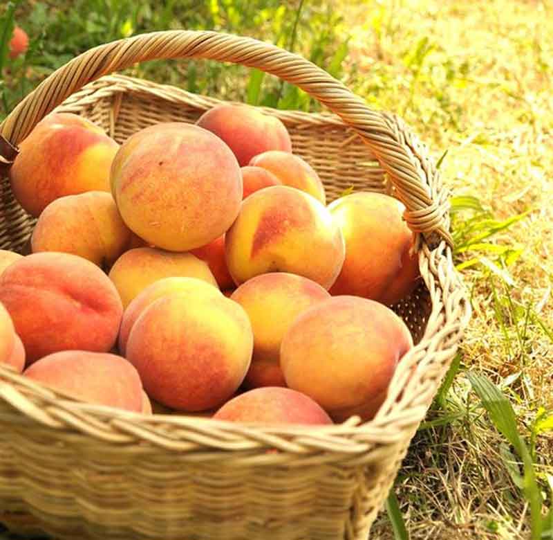  peach benefits and side effects are canned peaches good for you how many nectarines can i eat a day are peaches good for your stomach are peaches good for weight loss how many peaches are in a can peach calories peaches nutrition