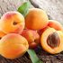 Dried apricots soaked in water benefits for weight loss